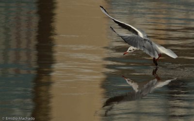 Larus ridibundus EM-5823.jpg