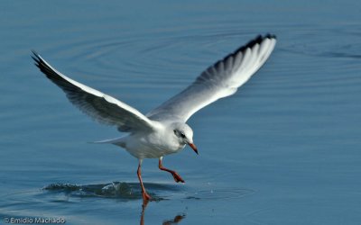 Larus ridibundus EM-5884.jpg