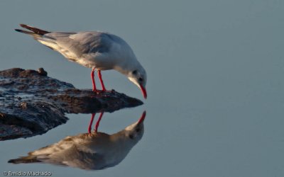 Larus ridibundus EM-0918.jpg