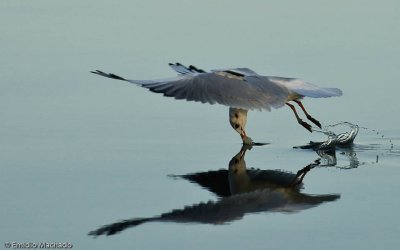 Larus ridibundus EM-0558888.jpg