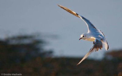 Larus ridibundus EM-0060243.jpg