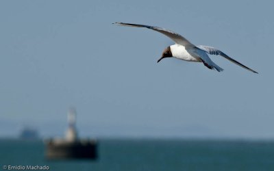 Larus ridibundus EM-2393.jpg