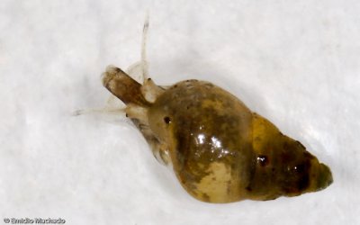 Hydrobia ulvae