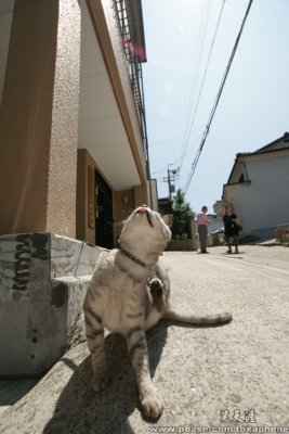 jp (big city and the cat)
