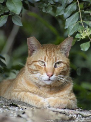 ¸ú¸ú¿ß(Hiding Cat)