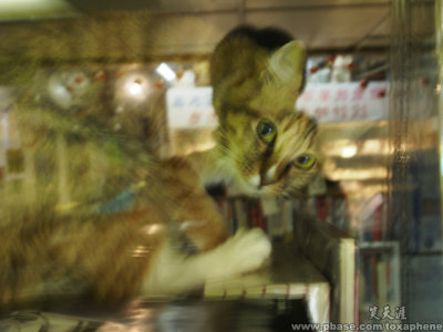 new cat's photos (Hong Kong)