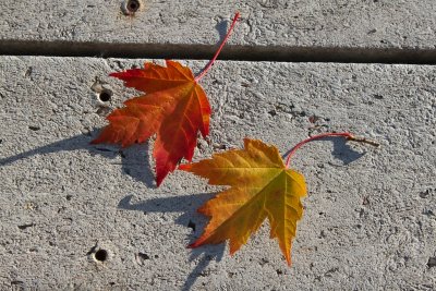 Florida Leafs