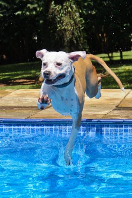 dogpoolparty-21.jpg