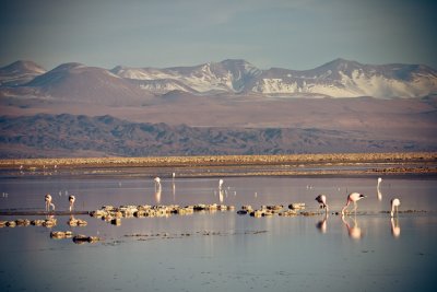 Atacama-201.jpg