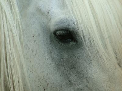 White Horse.JPG