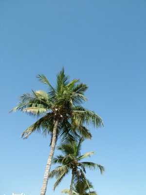 Palm Trees Muscat.JPG