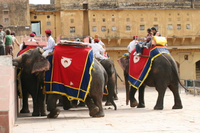 Amber Fort Elephants Jaipur.JPG