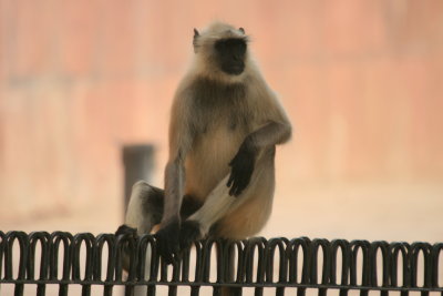 Monkey Amber Fort Jaipur.JPG