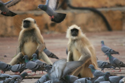Monkeys and Pigeons at Amber Fort Jaipur.JPG