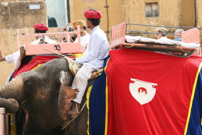 Yawning Elephant Jaipur.JPG