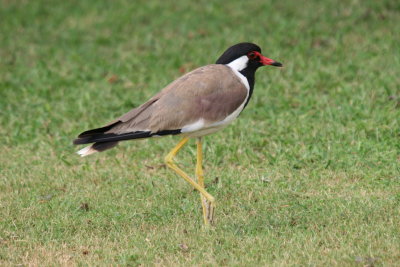 Bird at Rambagh Palace Jaipur.JPG