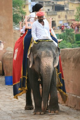 Riding up to the Amber Fort on an Elephant in Jaipur.JPG