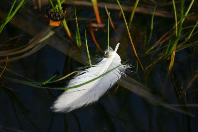 Feather