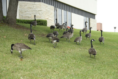 Geese Visit the Office!