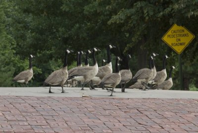 Geese Visit the Office!