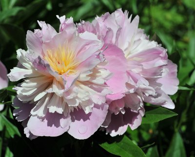 DSC_0461_peony.jpg