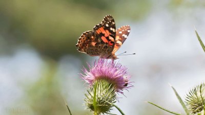 WWW_3907_Painted_Butterfly.jpg