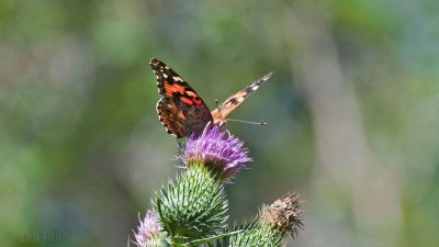 WWW_3926_Painted_Butterfly.jpg