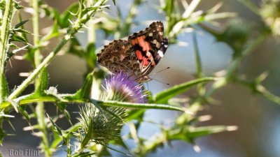 WWW_3934_Painted_Butterfly.jpg