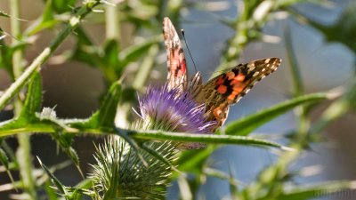 WWW_3935_Painted_Butterfly.jpg