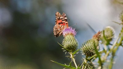 WWW_3940_Painted_Butterfly.jpg