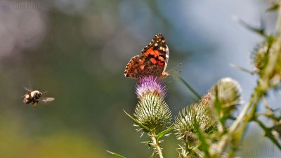 WWW_3946_Painted_Butterfly_&_Bee.jpg