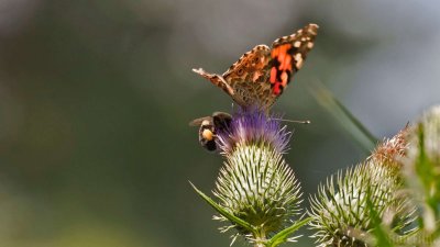 WWW_3952_Painted_Butterfly_&_Bee.jpg