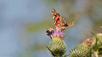 WWW_3954_Painted_Butterfly_&_Bee.jpg