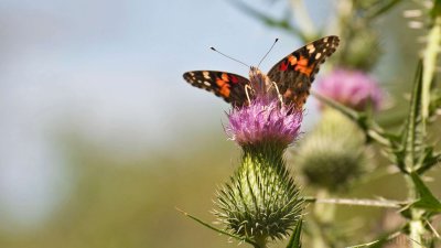 WWW_3956_Painted_Butterfly.jpg