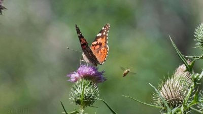 WWW_3961_Painted_Butterfly_&_Bug.jpg