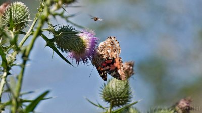 WWW_3963_Painted_Butterfly_&_Bug.jpg