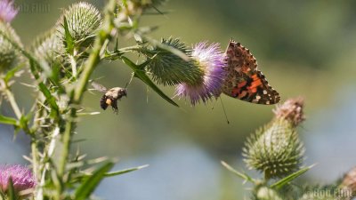 WWW_3967_Painted_Butterfly_&_Bee.jpg