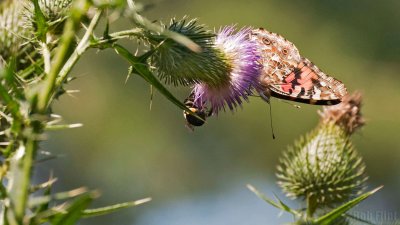 WWW_3969_Painted_Butterfly_&_Bee.jpg