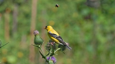WWW_3972_Goldfinch_&_Bee.jpg