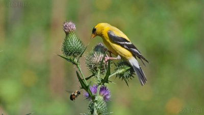 WWW_3976_Goldfinch_&_Bee.jpg