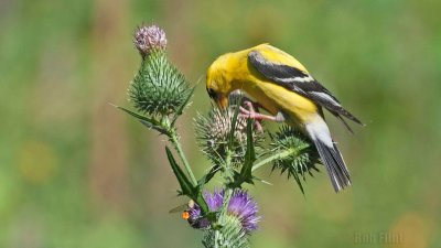 WWW_3977_Goldfinch_&_Bee.jpg