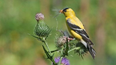 WWW_3993_Goldfinch.jpg