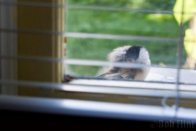 WWW_3997_sleepy_chickadee-.jpg