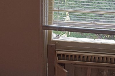 WWW_4009_asleep_on_the_AC-.jpg