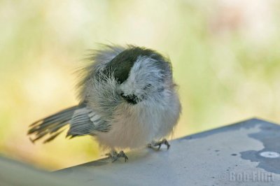 WWW_4017_sleeping_chickadee-.jpg