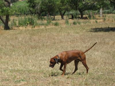 Ruger checks out a corner of the pasture.