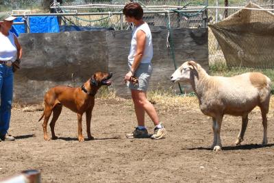 ... and a pep talk from his faithful human.