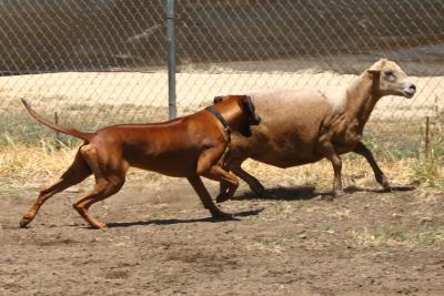 Next stop, the reined cowhorse futurity...