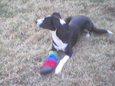 With her splint and bootie: January 2006