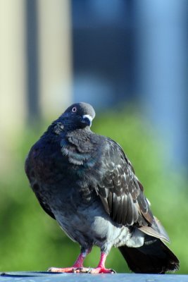 DSC_8142A.jpg